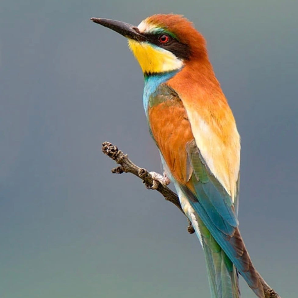European Bee-Eater