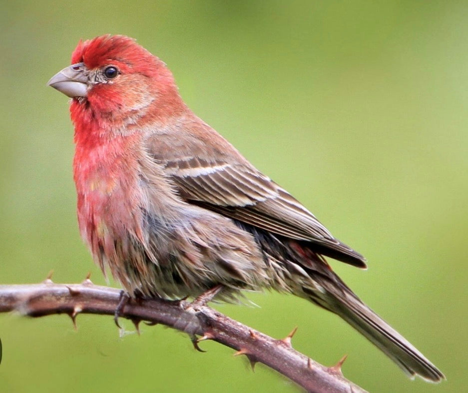 House Finch