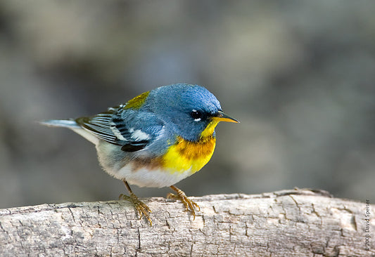Northern Parula