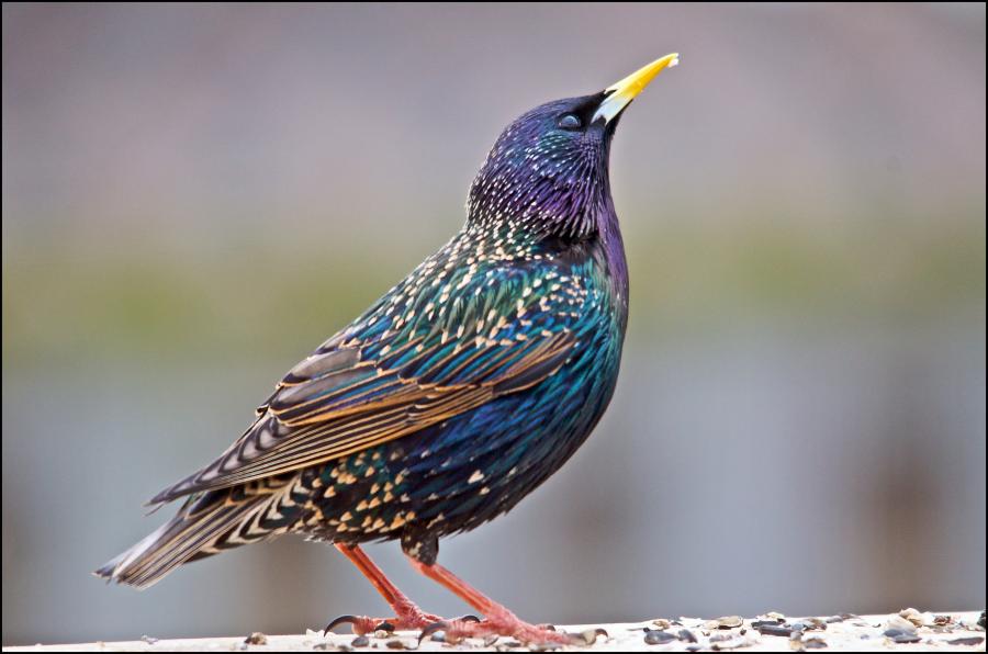 European Starling