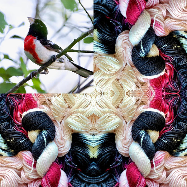 Rose-breasted Grosbeak launching next weekend...