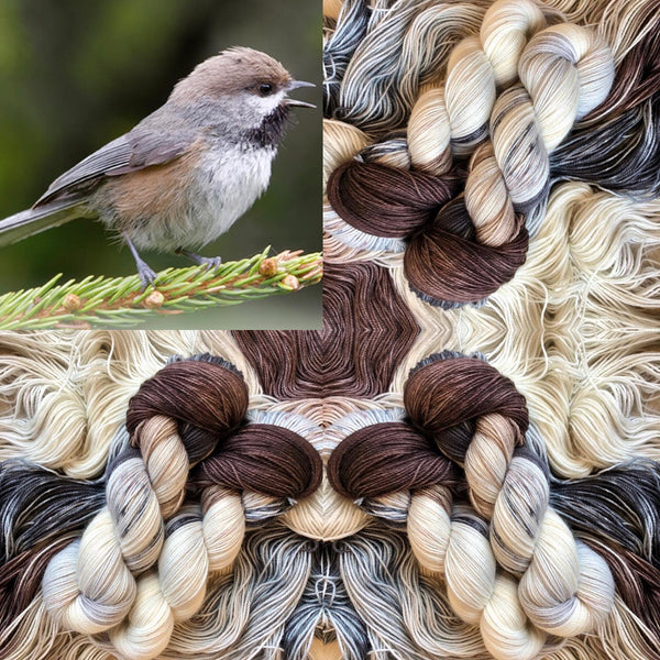 The Boreal Chickadee launches this...