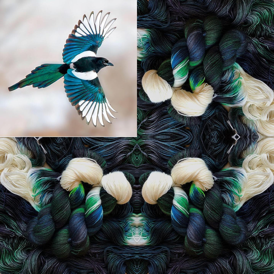 Black-billed Magpie