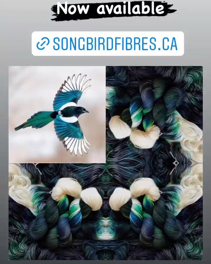 Black-billed Magpie