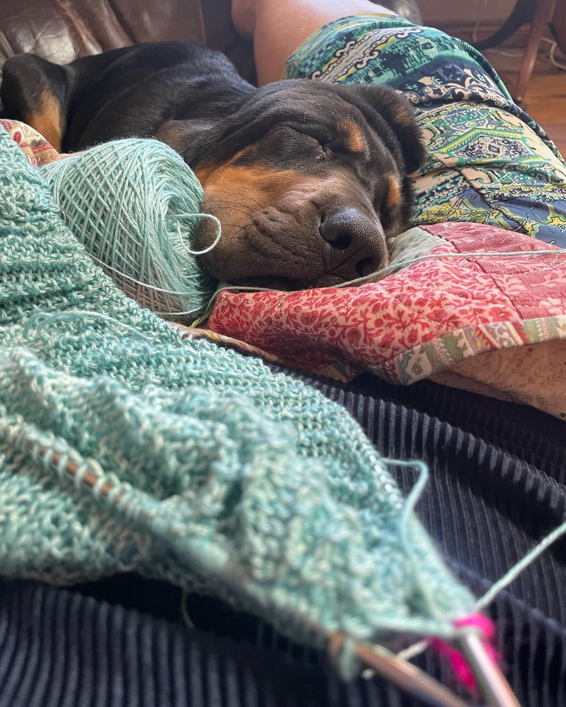 Sleeping puppy hampe