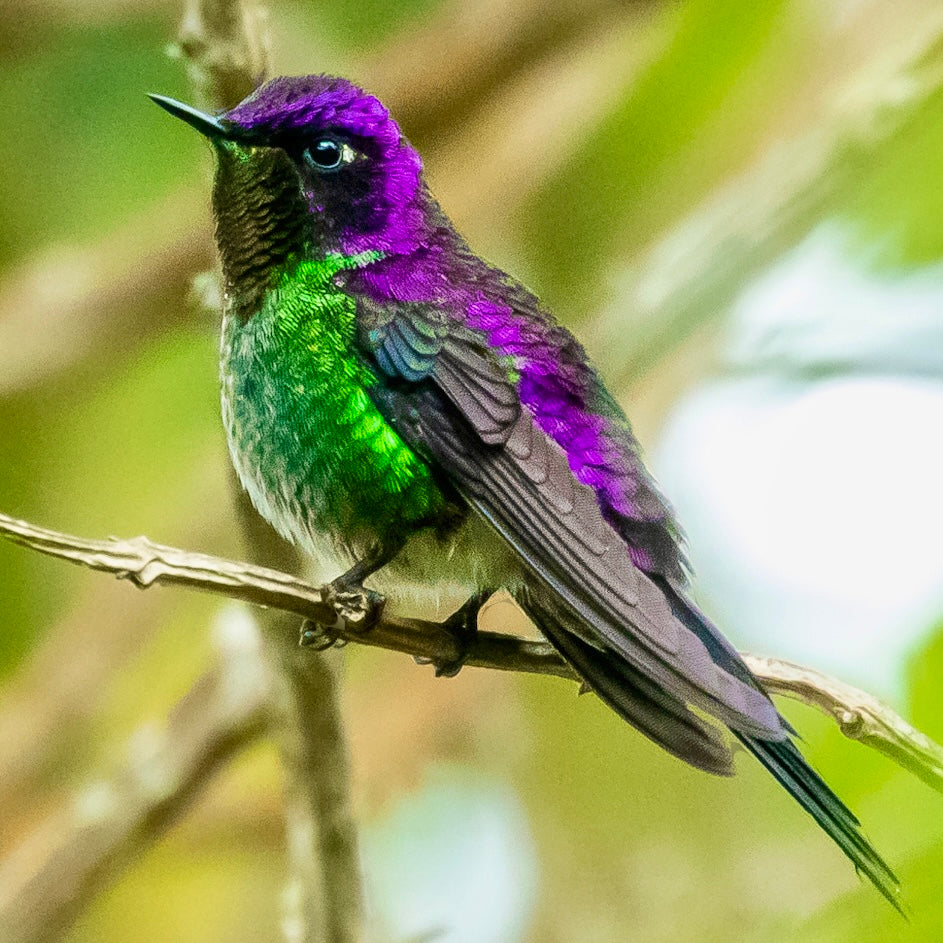 Purple-backed Thornbill