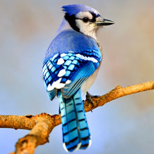 American Blue Jay