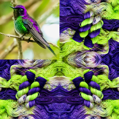 Purple-backed Thornbill