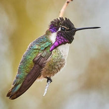 Costa's Hummingbird