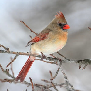 Northern Cardinal ~ Female