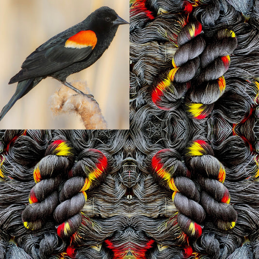 Red-winged Blackbird