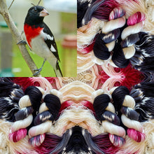 Rose-breasted Grosbeak