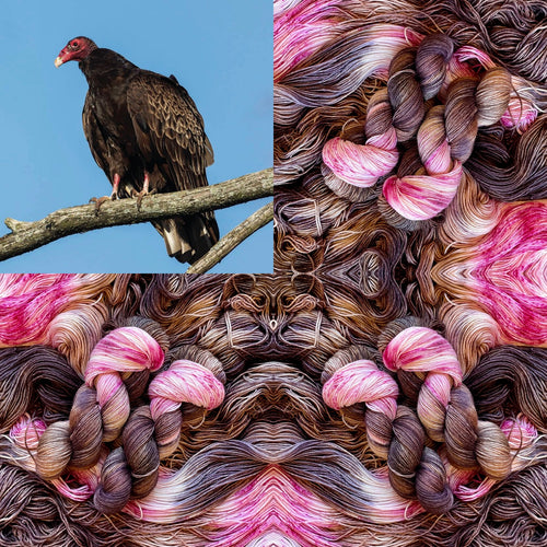 Turkey Vulture