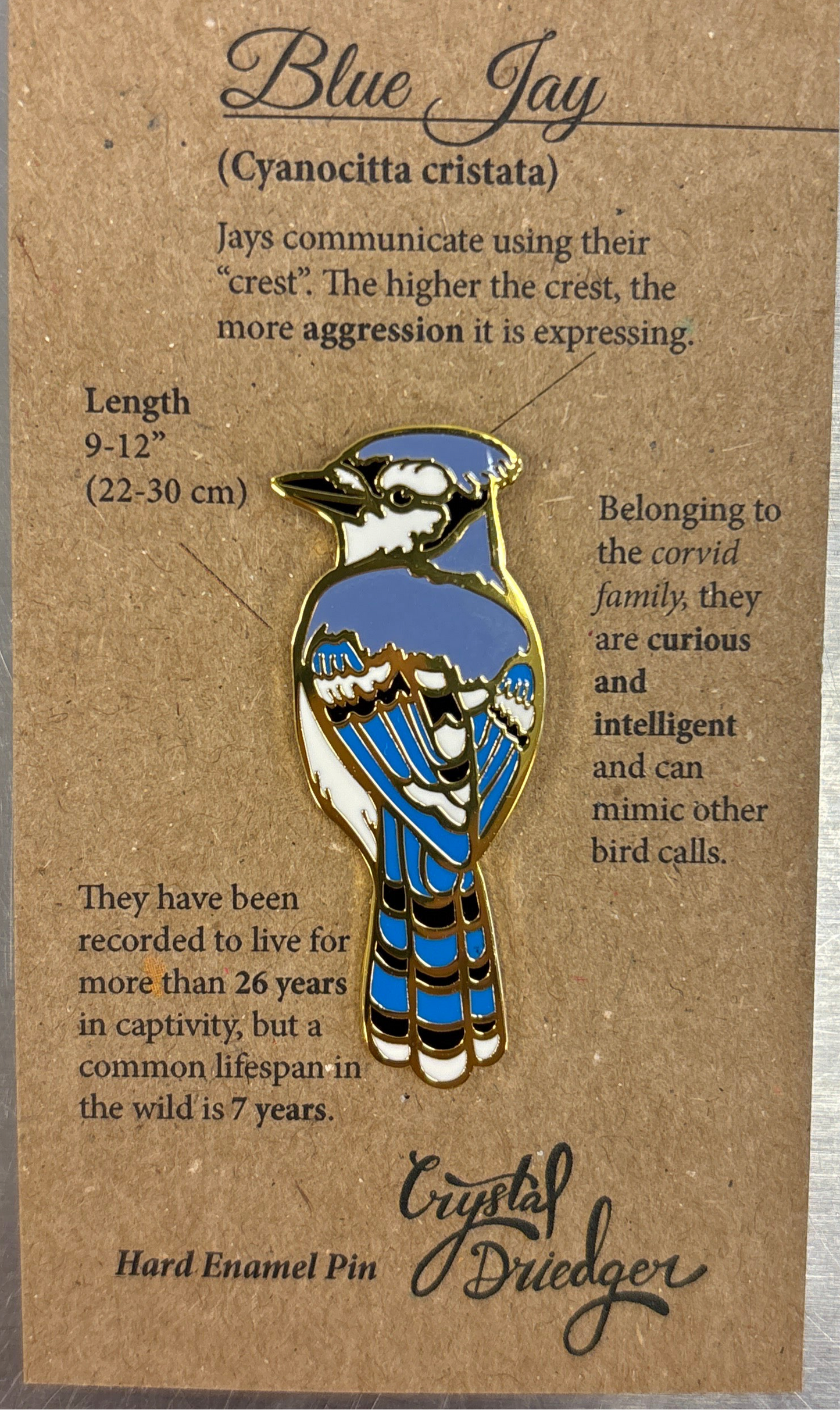 Blue Jay Pin
