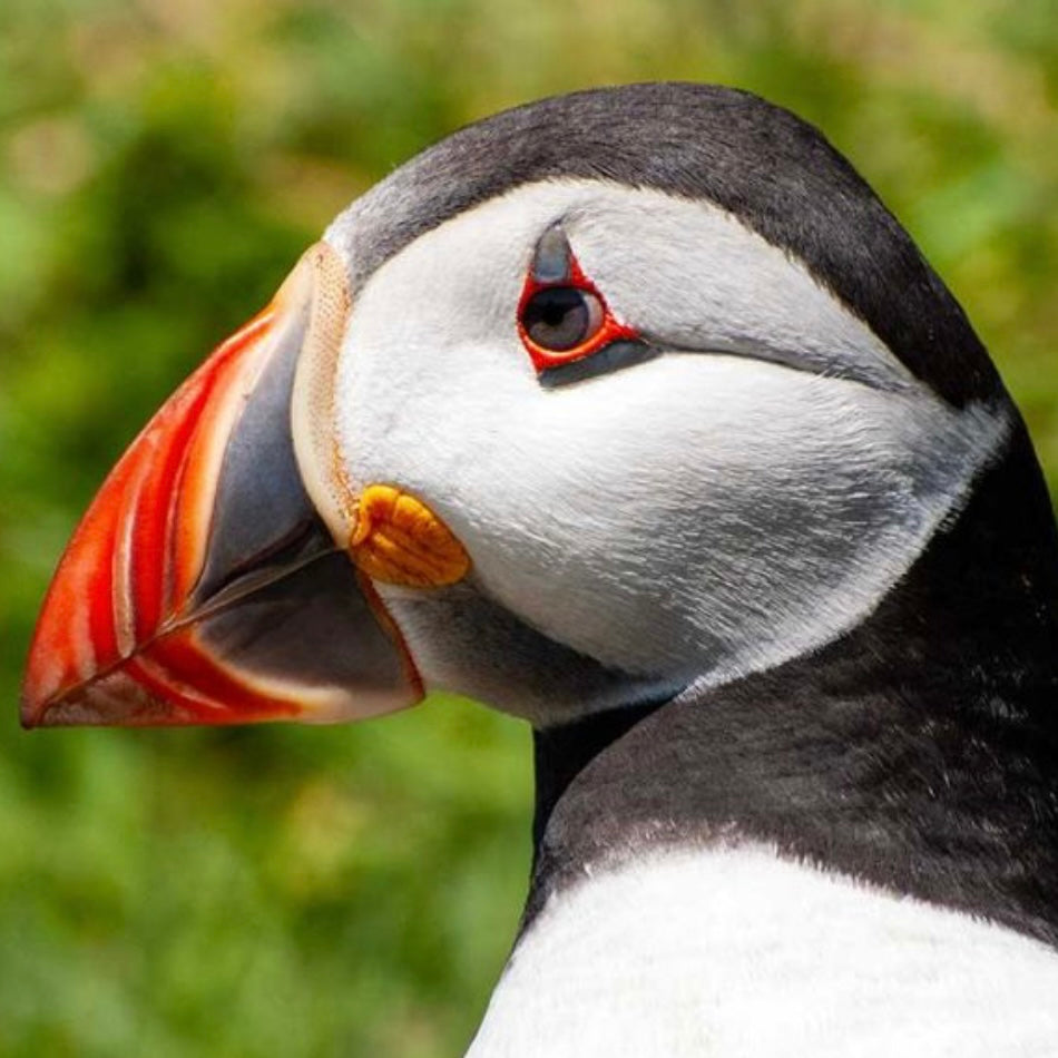 Atlantic Puffin