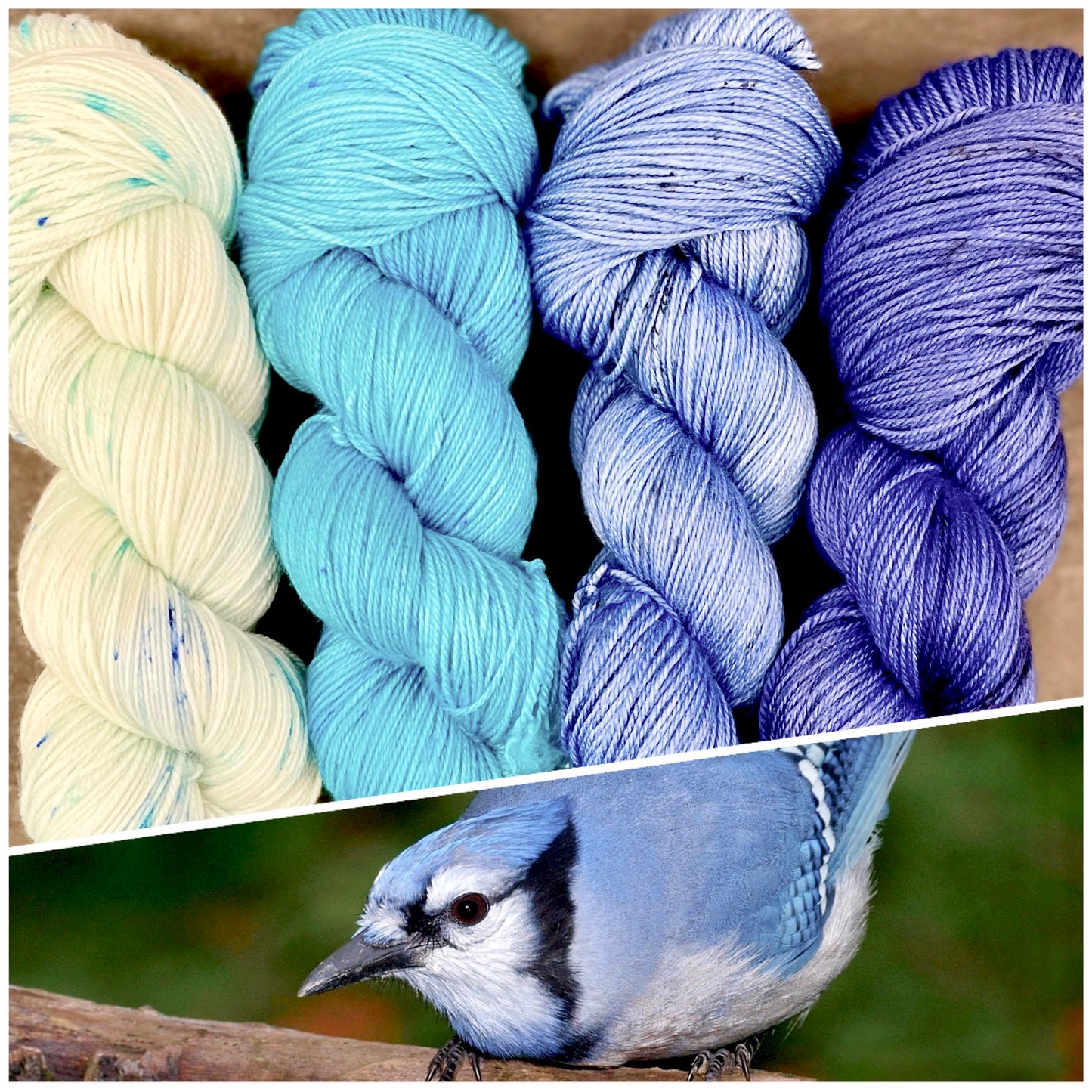 Blue Jay Kit