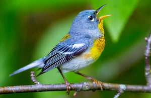 Northern Parula