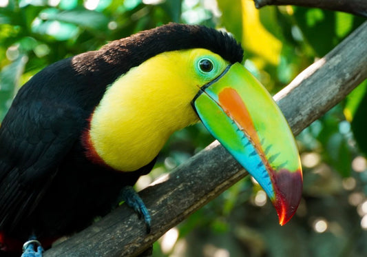 Keel-Billed Toucan