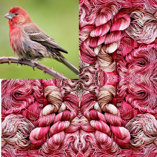 House Finch