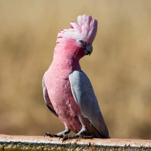 Galah Cockatoo