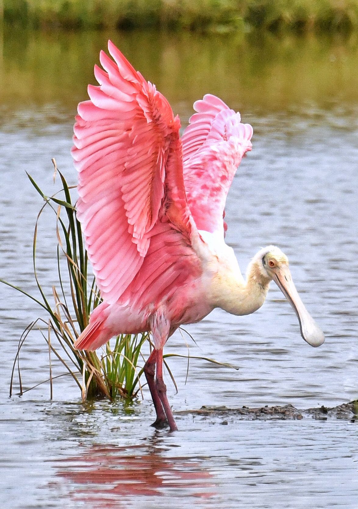 Roseate Spoonbill