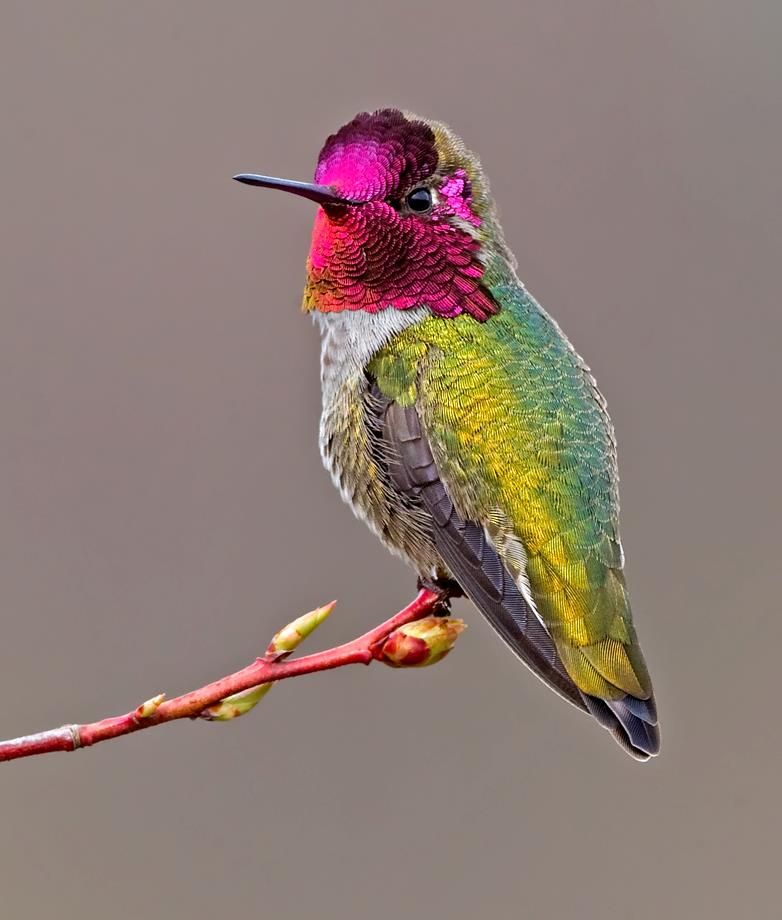 Anna's Hummingbird