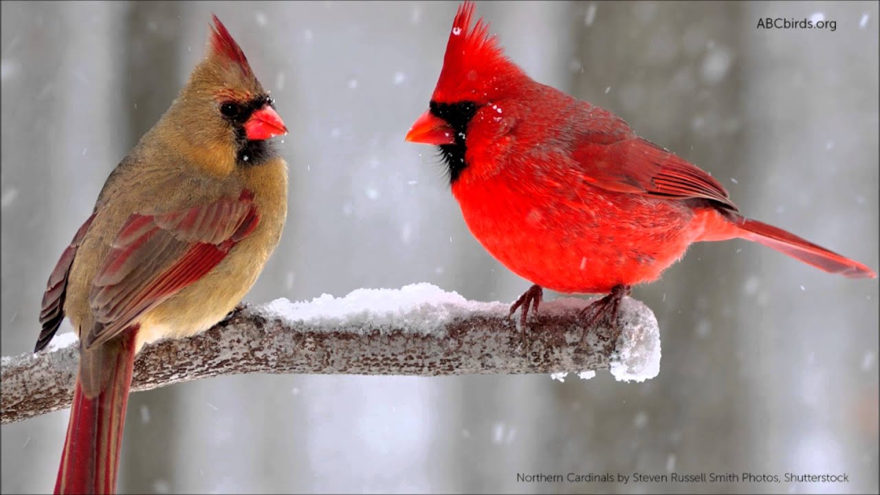 Cardinal Love Birds