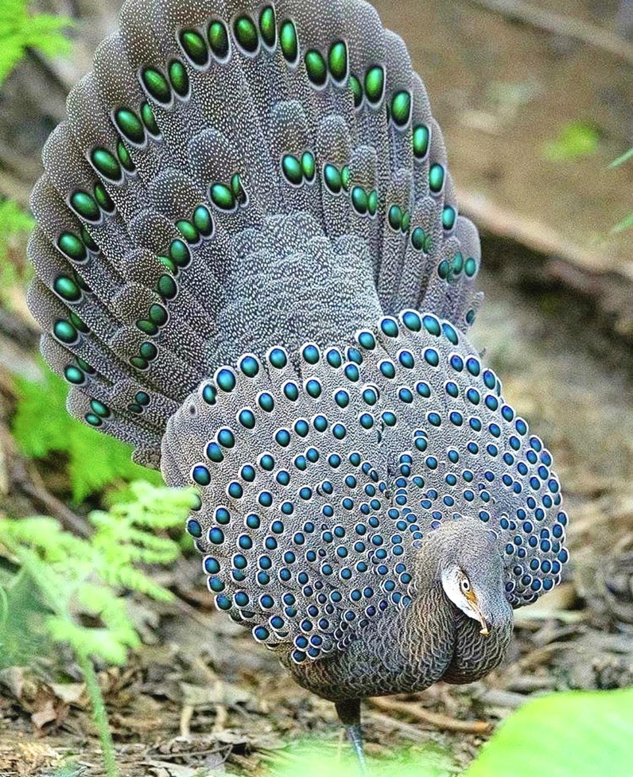 Grey Peacock-Pheasant
