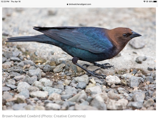 Brown-headed Cowbird