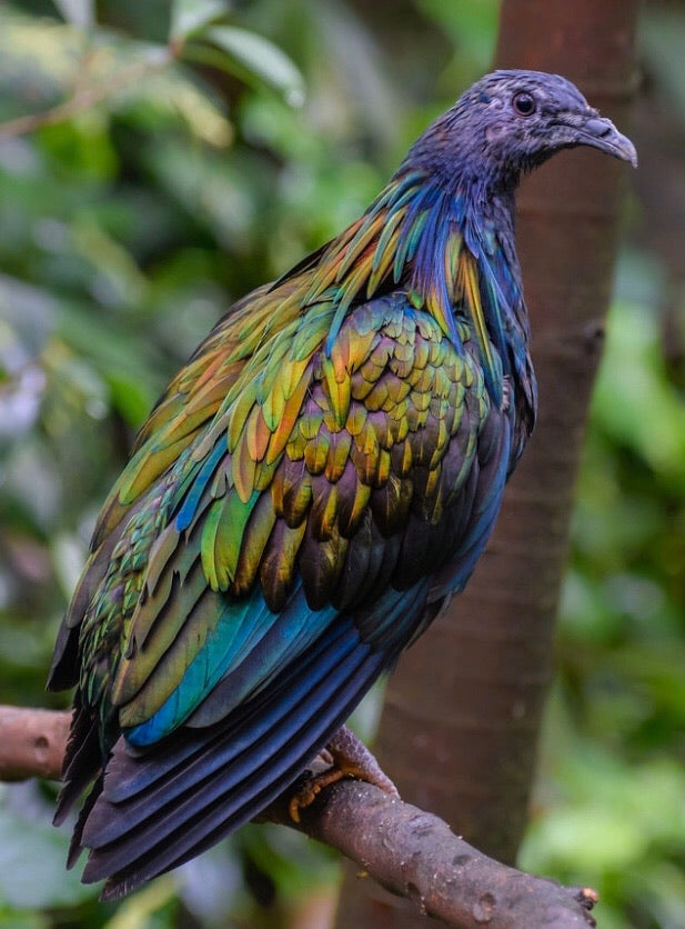 Nicobar Pigeon