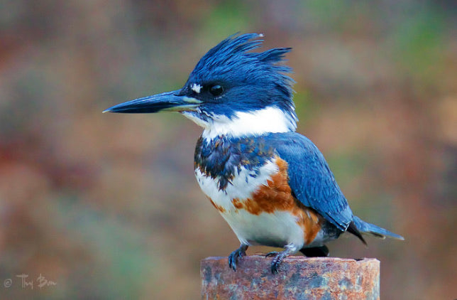 Belted Kingfisher