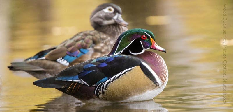 Wood Duck Love Birds