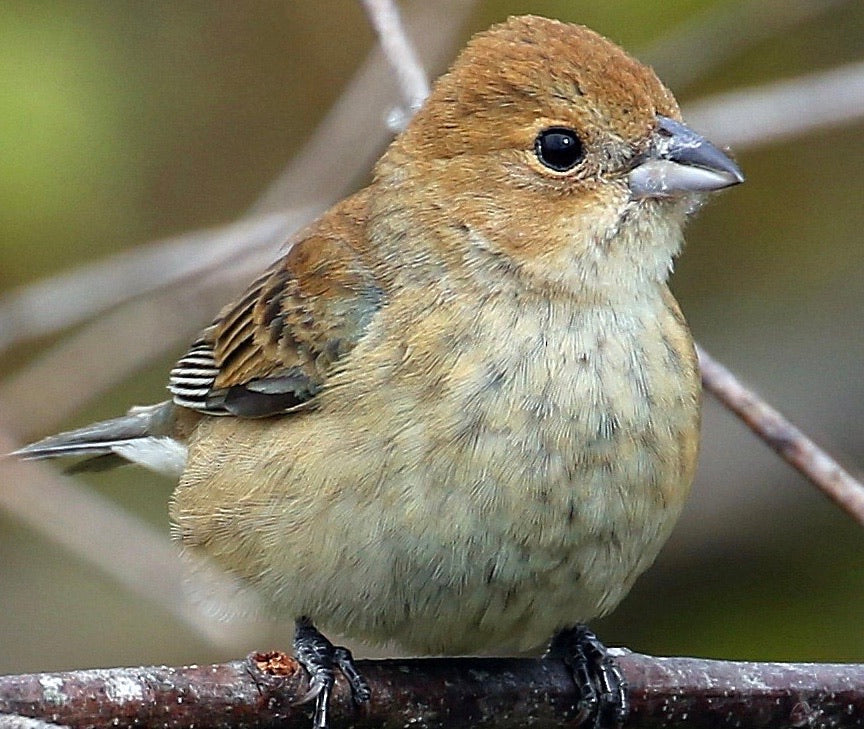Indigo Bunting Love Birds