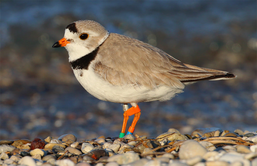 Piping Plover