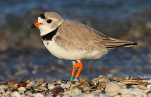 Piping Plover