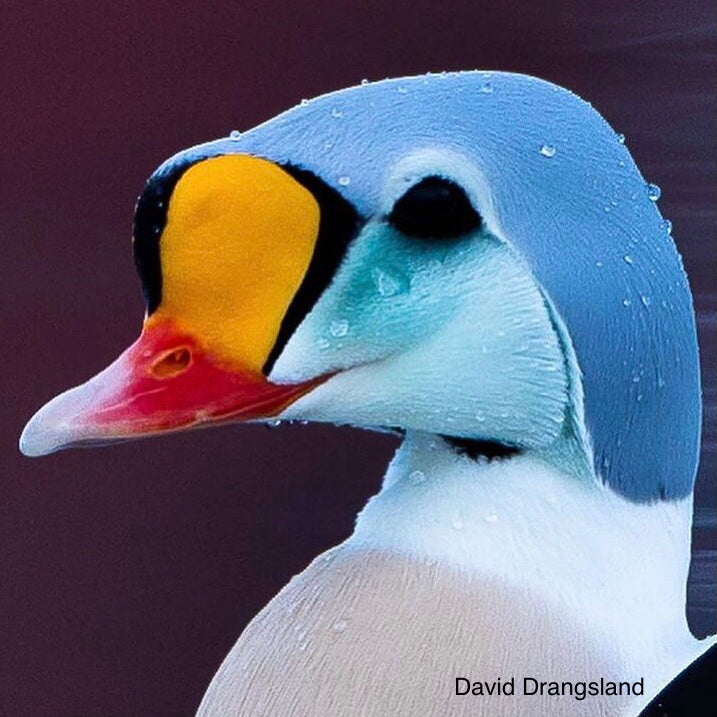 King Eider