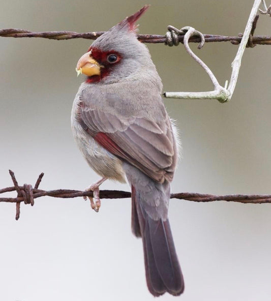 Pyrrhuloxia
