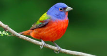 Painted Bunting Love Birds