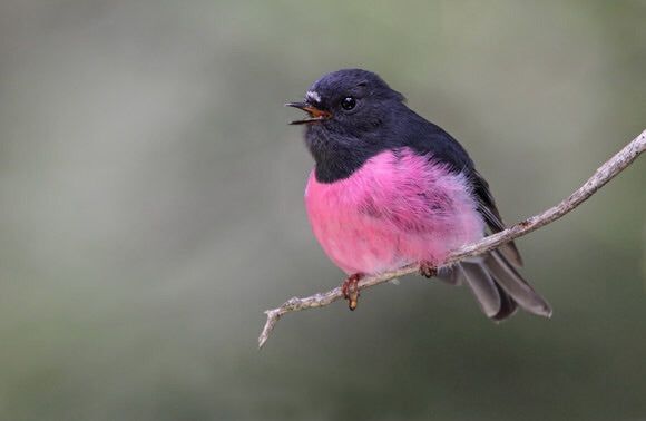 Pink Robin Minis