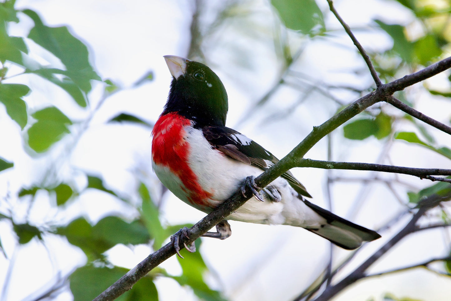 Rose-breasted Grosbeak