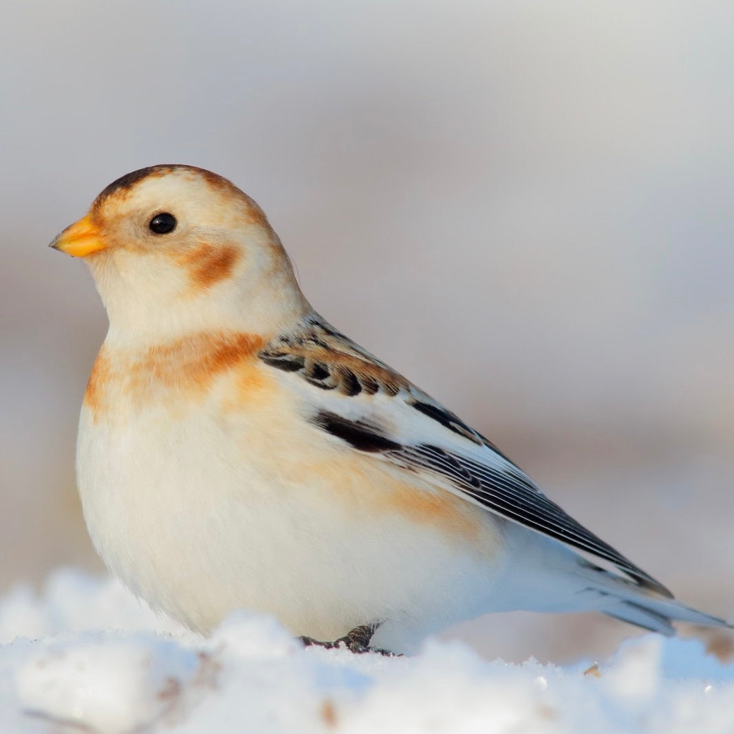 Snow Bunting
