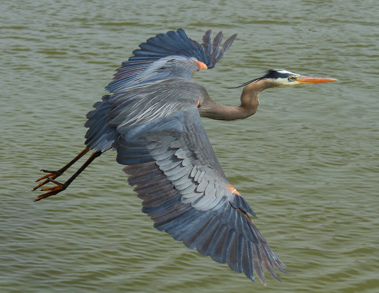 Great Blue Heron