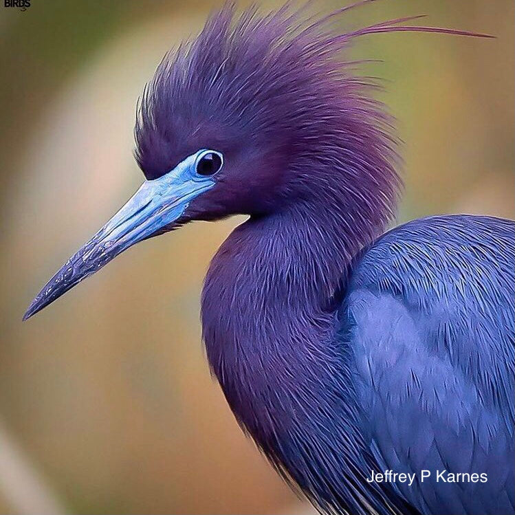 Little Blue Heron