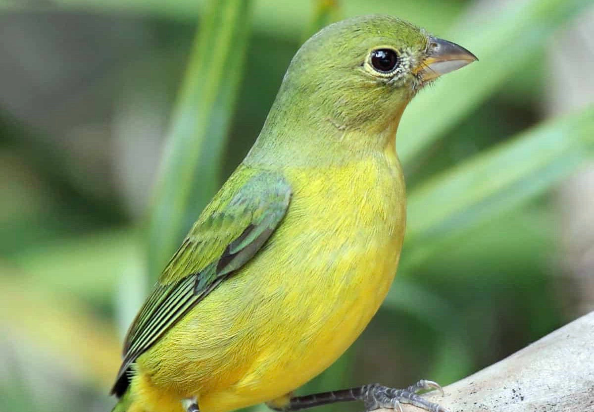 Painted Bunting Love Birds