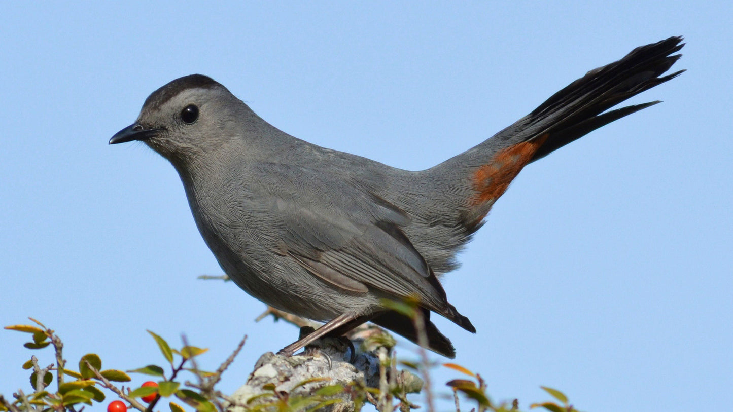 Gray Catbird