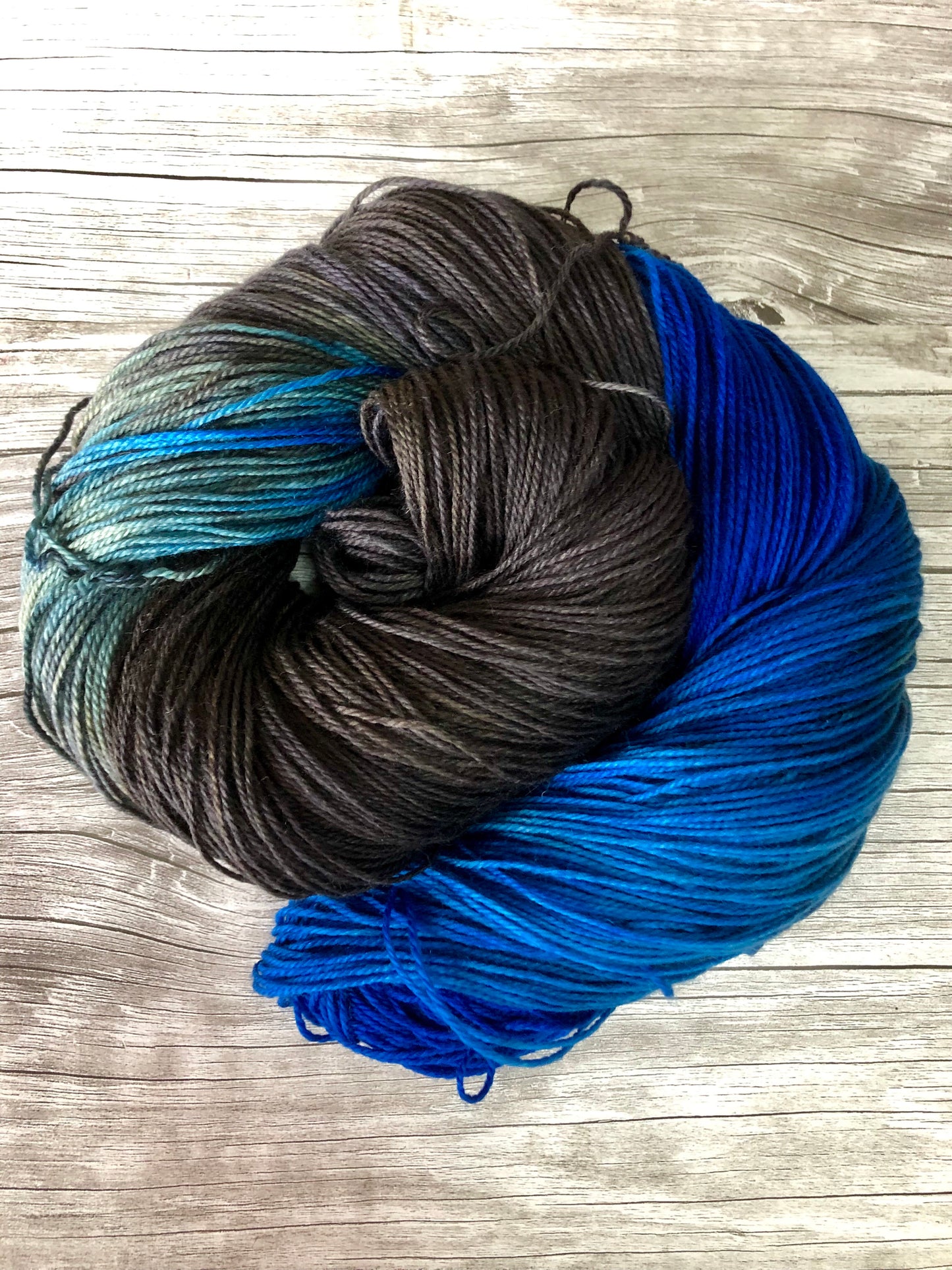 Steller's Jay