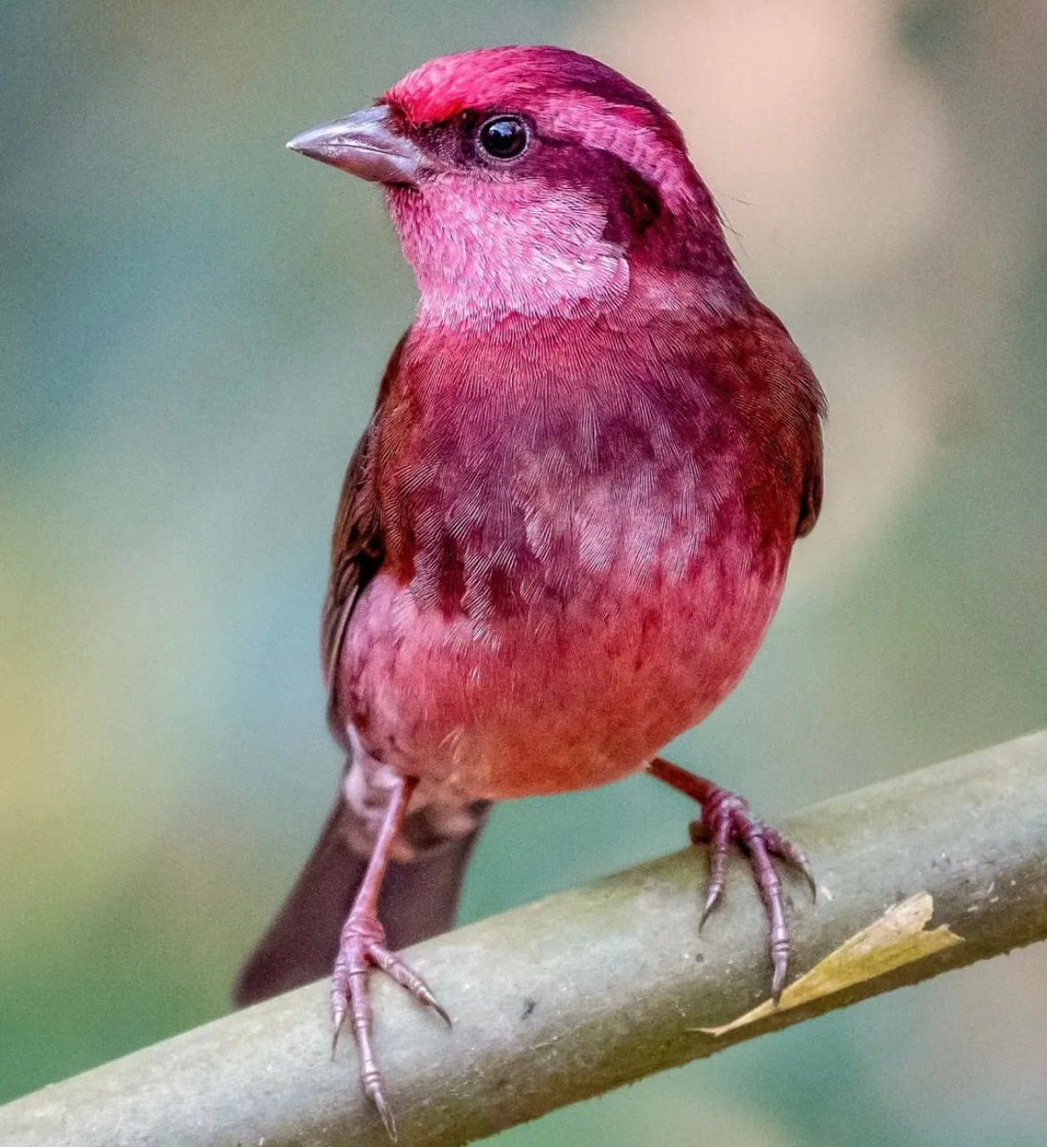 Dark-Breasted Rosefinch