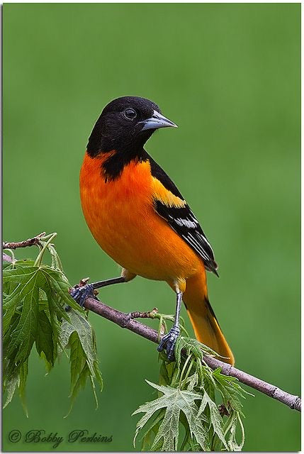 Baltimore Oriole