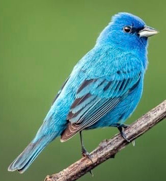 Indigo Bunting Love Birds