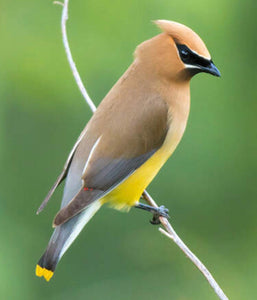 Cedar Waxwing